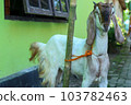 local goat 103782463