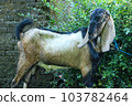 local goat 103782464
