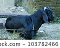 local goat 103782466