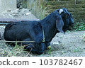 local goat 103782467