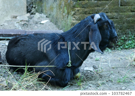local goat 103782467