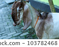 local goat 103782468