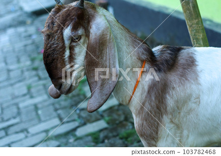 local goat local goat 103782468