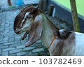 local goat 103782469