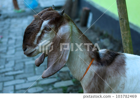 local goat 103782469