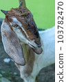 local goat 103782470