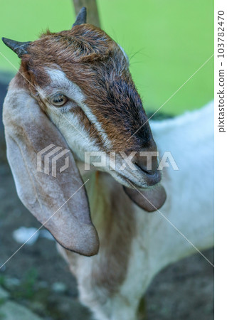 local goat 103782470