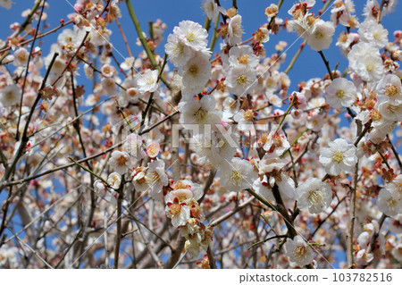 Plum blossoms in full bloom at Okamoto Bairin Park, Kobe 103782516