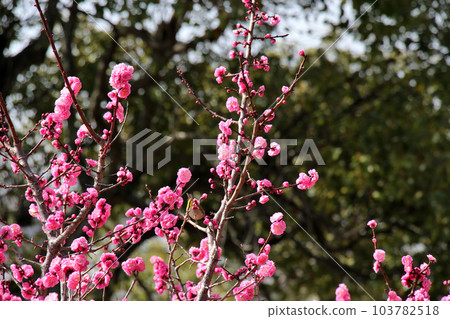 Plum blossoms in full bloom at Okamoto Bairin Park, Kobe 103782518