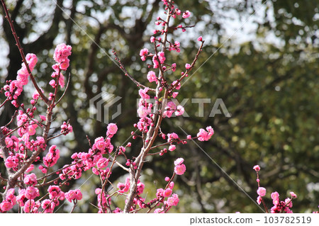 Plum blossoms in full bloom at Okamoto Bairin Park, Kobe 103782519