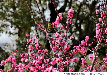 Plum blossoms in full bloom at Okamoto Bairin Park, Kobe 103782522