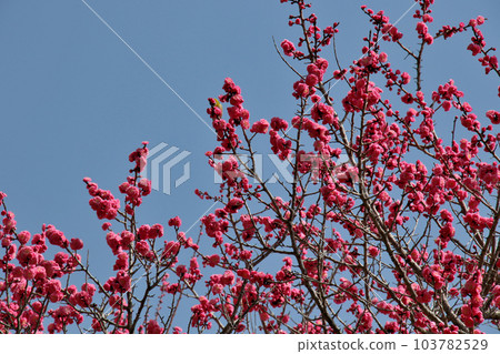 Plum blossoms in full bloom at Okamoto Bairin Park, Kobe 103782529