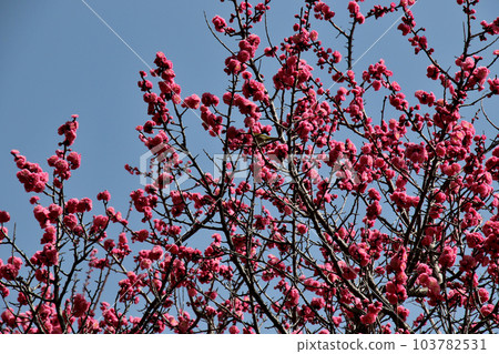Plum blossoms in full bloom at Okamoto Bairin Park, Kobe 103782531