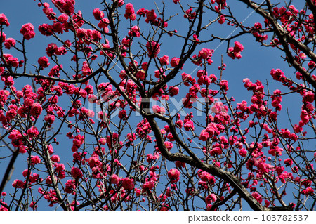 Plum blossoms in full bloom at Okamoto Bairin Park, Kobe 103782537
