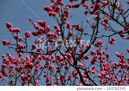 Plum blossoms in full bloom at Okamoto Bairin Park, Kobe 103782541