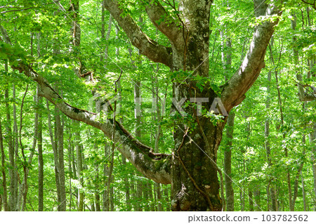 After 400 years of beech lodging, the ``Dakedai Great Beech'' was selected as the symbol of Shirakami, and is part of the Dakedai Nature Observation and Educational Forest in Akita Prefecture. 103782562