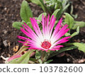 Bright purple flowers 103782600