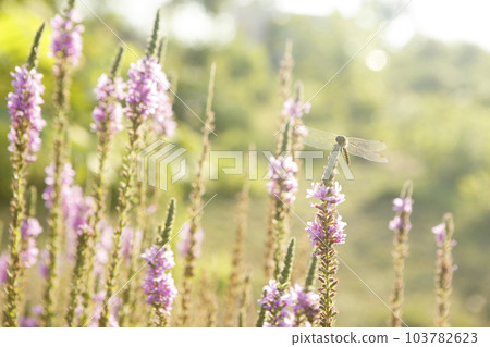 Dragonfly perching on the lythrum 103782623