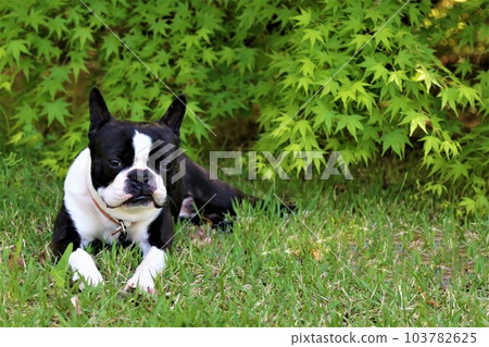 Mighty, the Boston terrier, lies down on the spring green lawn and stares at him cutely♡ Mighty, the Boston terrier, lies down on the spring green lawn and stares at him cutely♡ 103782625