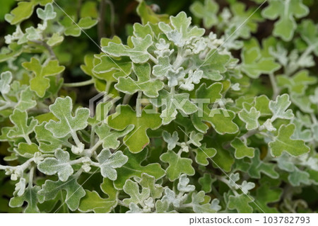 Ashizuri nojigiku(Ashizuri nojigiku)的葉子,各種 Nojigiku Ashizuri nojigiku(Ashizuri nojigiku)的葉子,各種 Nojigiku 103782793