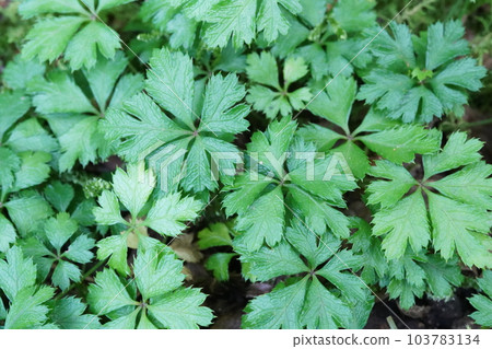 Baika coptis leaves 103783134