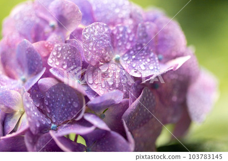 Hydrangea after the rain Hydrangea after the rain 103783145