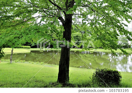 Refreshing greenery, young leaves reflected on the surface of the water, quiet park 103783195