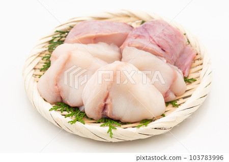 琵琶魚身體 琵琶魚身體 103783996