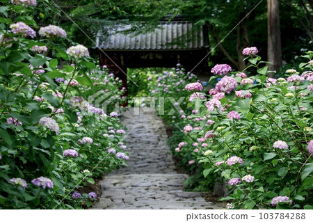 Kota-cho, Nukata-gun, Honko-ji Temple approach and hydrangea flowers Kota-cho, Nukata-gun, Honko-ji Temple approach and hydrangea flowers 103784288