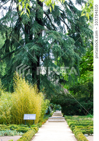 Straight road path goes into a distance into lush jungle fresh green vegetation, branches of palm trees, bushes Tropical garden landscape. Exotic nature in the Royal Botanical Garden of Madrid, Spain. 103784810