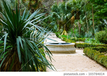 Straight road path goes into a distance into lush jungle fresh green vegetation, branches of palm trees, bushes Tropical garden landscape. Exotic nature in the Royal Botanical Garden of Madrid, Spain. Straight road path goes into a distance into lush jungle fresh green vegetation, branches of palm trees, bushes Tropical garden landscape. Exotic nature in the Royal Botanical Garden of Madrid, Spain. 103784814