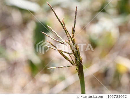 莎莎竹耳（花） 103785052