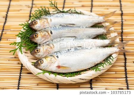 Kohada Kohada 103785173