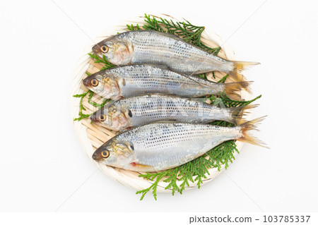 Powder Powder 103785337