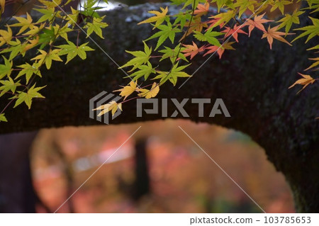 kyoto bishamondo autumn leaves 103785653