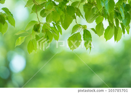 Refreshing spring sprouts Fresh green 103785701