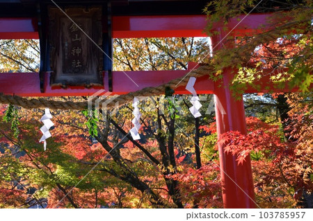 kyoto kuwayama shrine torii autumn leaves kyoto kuwayama shrine torii autumn leaves 103785957