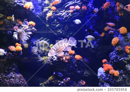 水族館 水族館 103785958