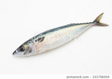 Mackerel 103786009