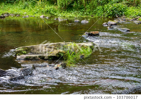View of trees along the river in the forest View of trees along the river in the forest 103786017