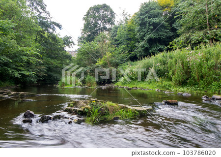 View of trees along the river in the forest View of trees along the river in the forest 103786020