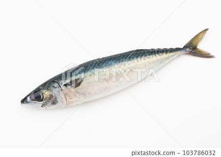 鯖魚 103786032