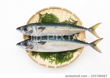 鯖魚 鯖魚 103786067
