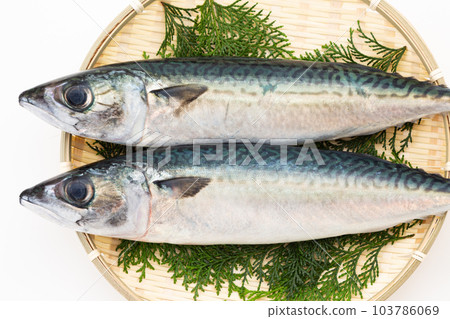 鯖魚 103786069