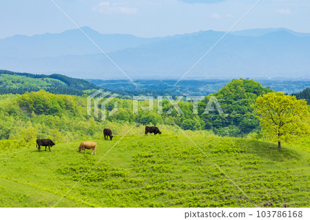 [熊本縣]深綠色的阿蘇“小木梯田” 103786168