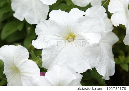 White tsukubane morning glory flower 103786178