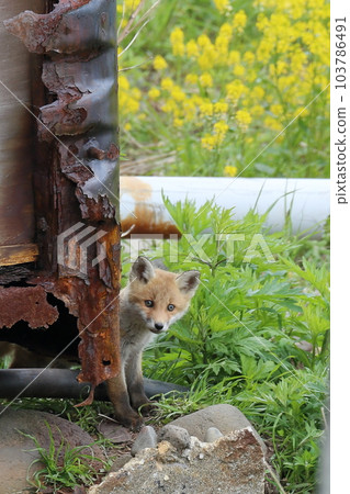 知床羅臼海岸的小狐狸 103786491