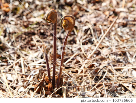 野生蕨類植物的嫩芽 103786666