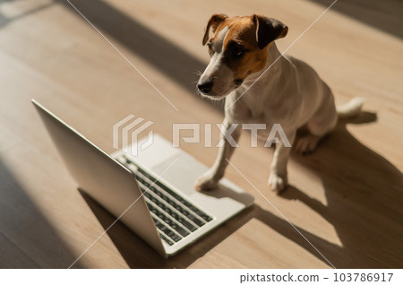 Jack Russell Terrier dog sitting at a laptop on a wooden floor. Jack Russell Terrier dog sitting at a laptop on a wooden floor. 103786917