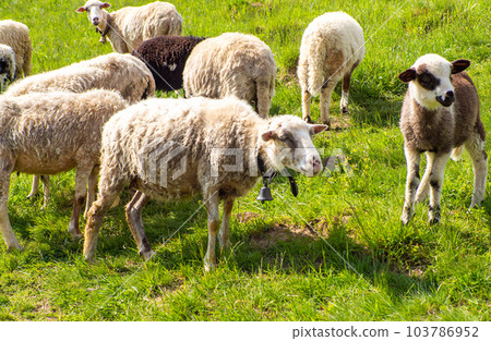 Fluffy sheep with bell on neck graze in carpathian mountains on a sunny day Fluffy sheep with bell on neck graze in carpathian mountains on a sunny day 103786952